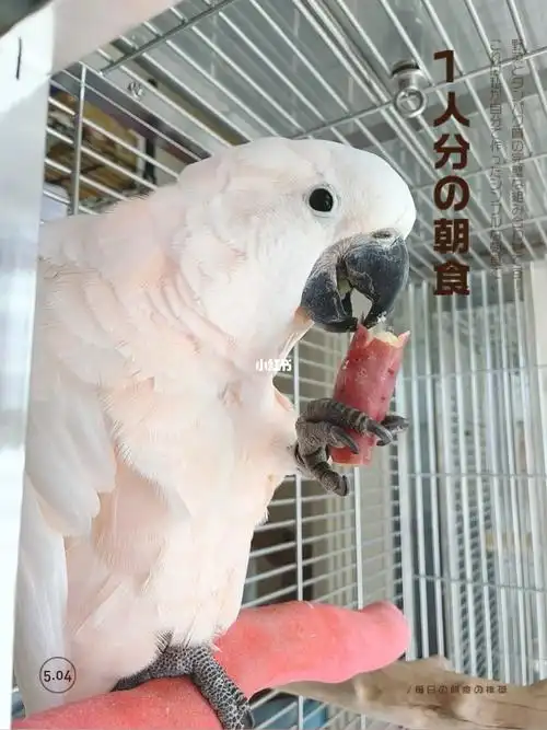 红葵鹦鹉治愈的一刻