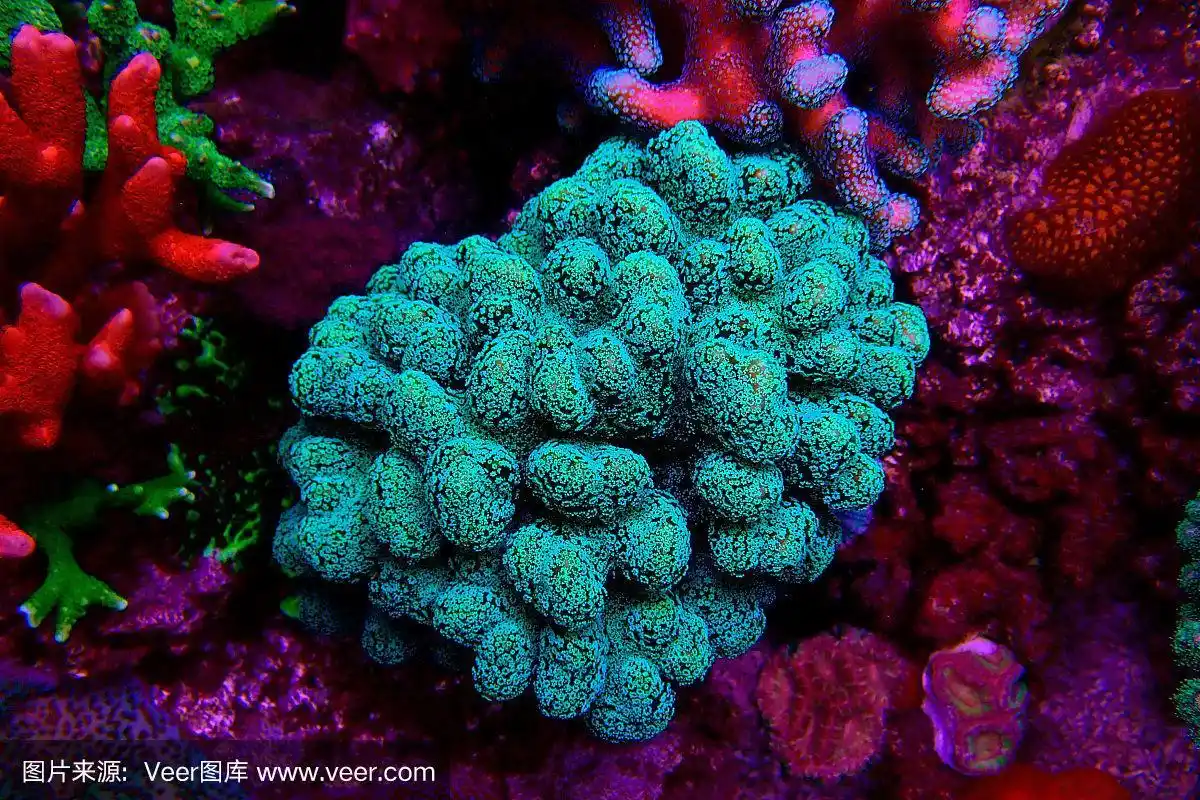 珊瑚,珊瑚虫,冷,触须,野生动物