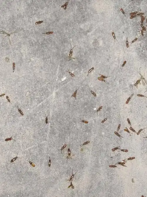 请问这种小飞虫的名字,咬人,傍晚很多,怎么消灭?