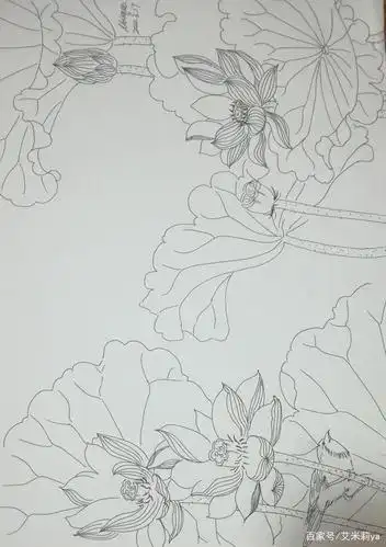 白描荷花也太好看了吧!画它!