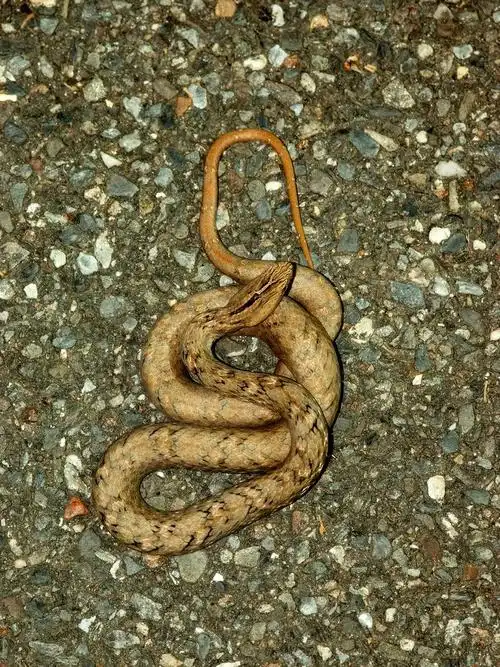 p>紫沙蛇(学名: i>psammodynastes pulverulentu