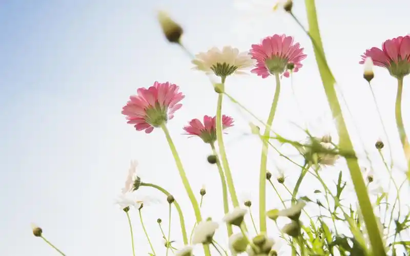 可爱小雏菊桌面壁纸