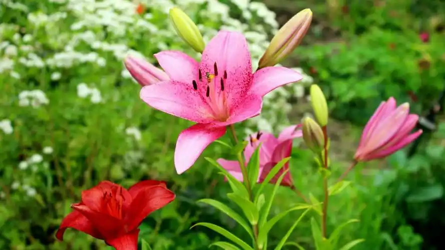 芬芳的百合花图片(2/13)