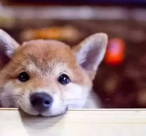 最近国外的网友就晒出来自家狗子深情注视自己的眼神,当狗狗深情满满