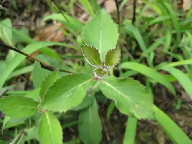 植物提取物-森冉生物网络热销南沙参提取物-植物提取物尽在阿里巴巴