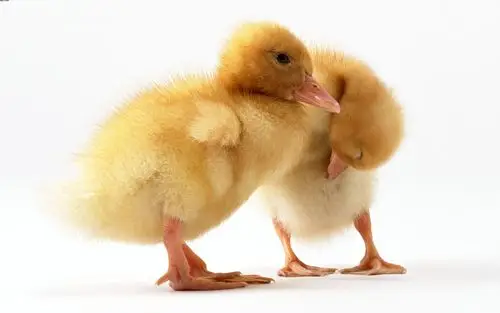 壁纸,动物,鸭子