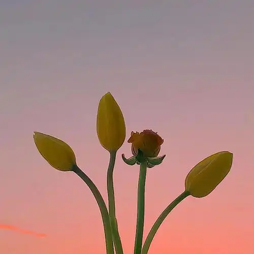 乐观积极向上的唯美句子,看完让人醍醐灌顶