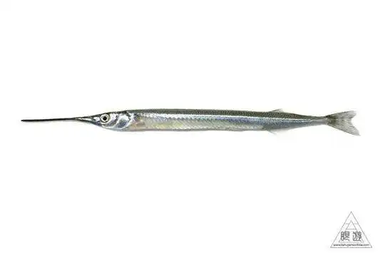 间下鱵杀入淡水的剑客作者达达