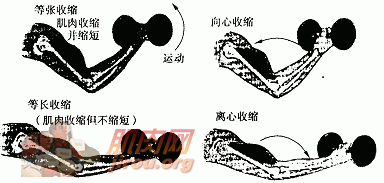 肌肉收缩的类型(运动康复知识链接)