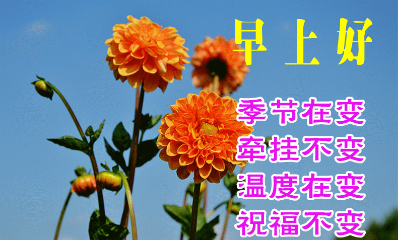 上午好问候动态表情图片,最美问候祝福语图片温馨带字