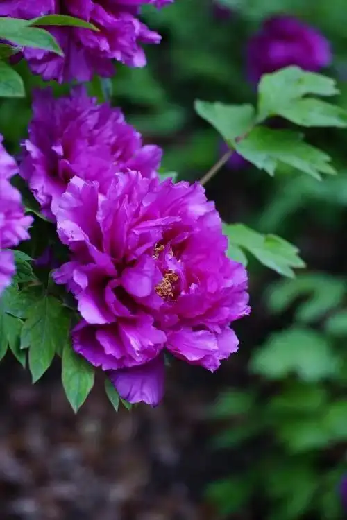 高贵典雅,富贵吉祥.紫色的牡丹花