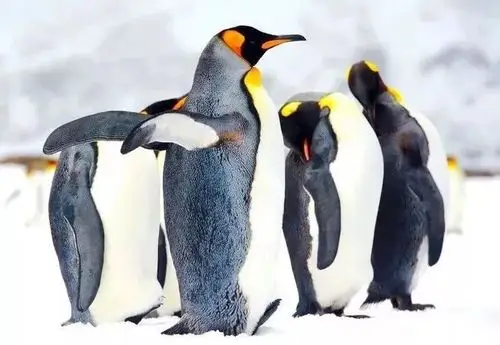 顶级流量明星大咖带你蹦"冰迪"!_武汉