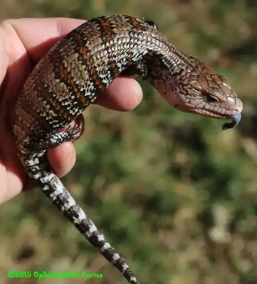 把它列为入门物种是爬圈最大骗局达尔文计划修订物种巨型蓝舌蜥