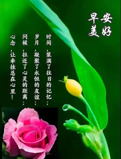 早安祝福图片早上好问候语问候总在温暖心扉祝福永远相伴相随新周愉快