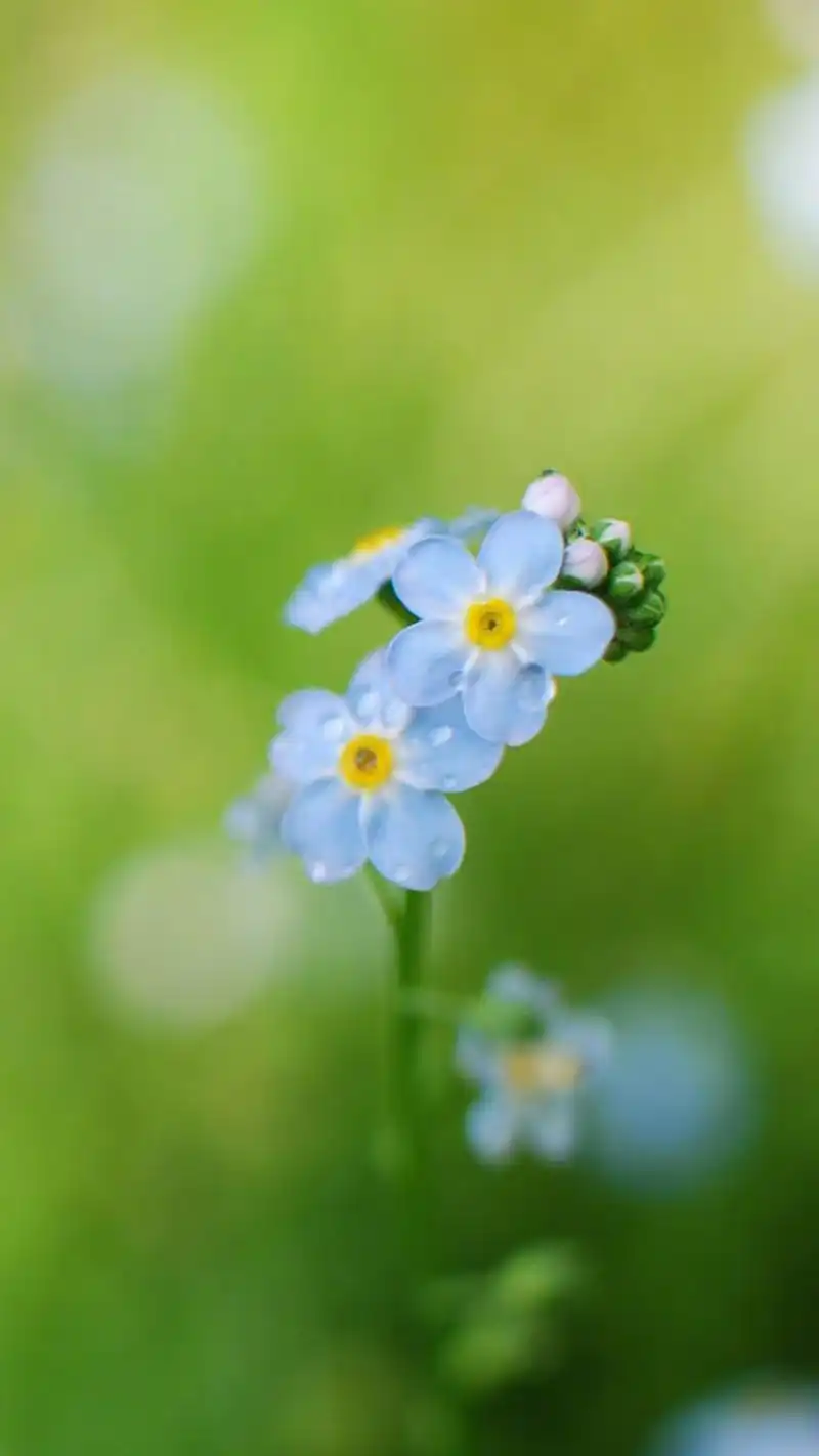 唯美护眼花卉图片高清手机壁纸