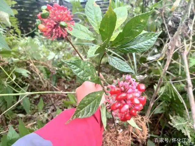 仅有的两株开花的七