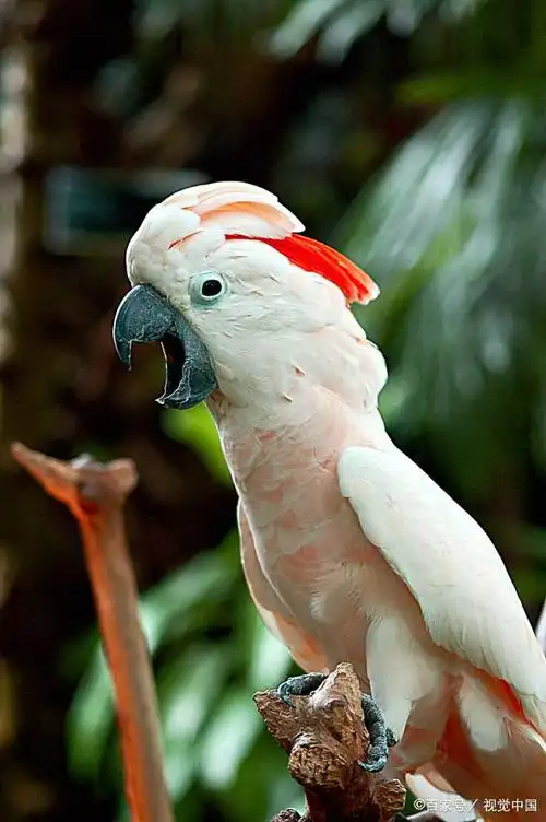 金刚,葵花,亚马逊三种大型鹦鹉,优缺点都有哪些?想家养的看看