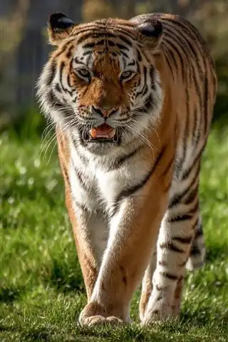 壁纸 老虎走向你,草,野生动物 3840x2160 uhd 4k 高清壁纸, 图片