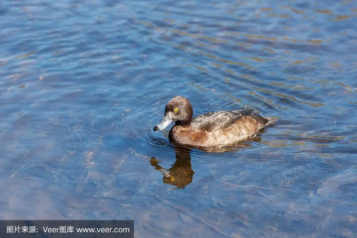 鸭子在蓝色的水里游泳