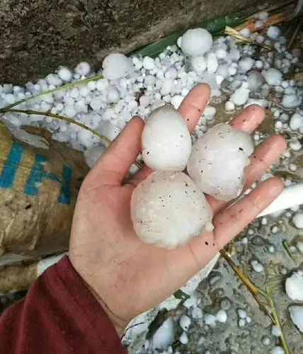 直击现场!广西,广东现罕见大冰雹,多种农作物受损严重