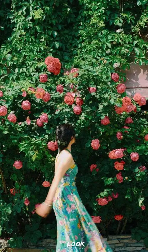 北京最浪漫的花海 · 5个免费打卡地|盛开|瀑布|蔷薇|赏花|油菜花