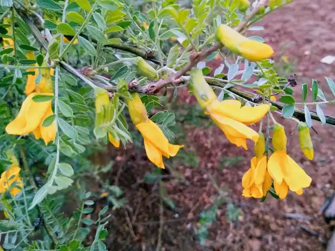 认识花草树木之四十四 柠条锦鸡儿