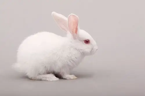 兔子图片_兔子图片大全_兔子图片素材