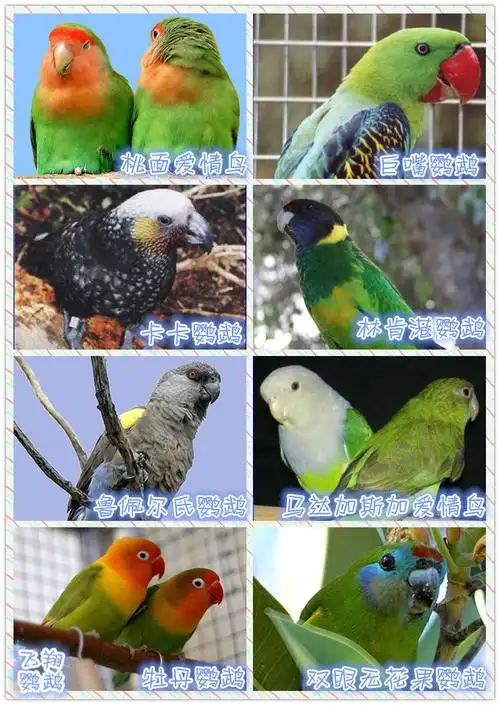 飞翔鹦鹉全球各类鹦鹉图鉴