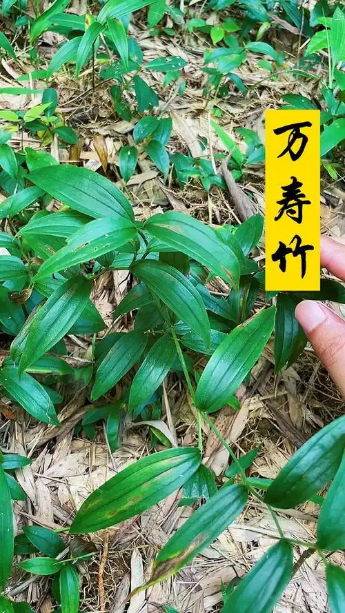 万寿竹,有些人和散斑竹根七混淆了-度小视
