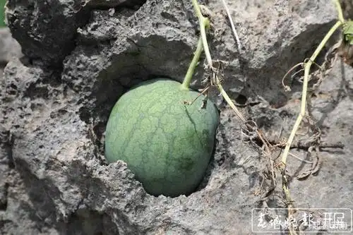 稀奇!云南村民在石头缝里种出"瓜坚强",吃瓜只能这样