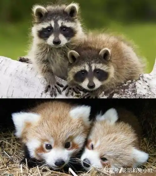 小熊猫和小浣熊是一种动物?网友:"五环"和"九环"的区别