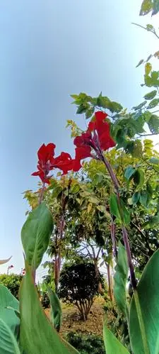 美人蕉,丽人腰 大叶裹着爱裙桃 秋雨轻轻搔挠过 风引骄凰来散骄 修修