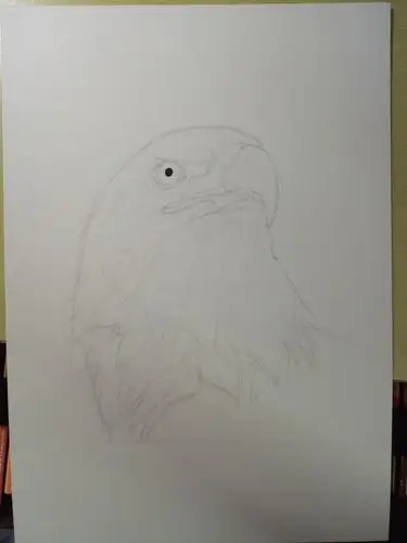 彩铅手绘 【白头海雕】