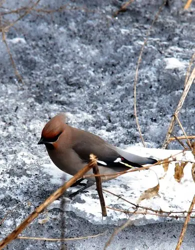短焦镜头拍摄太平鸟·打鸟习作《五》