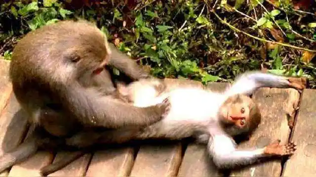 公猴帮母猴抓虱子,捉着捉着就开始不着调了,你们是在搞笑吗?