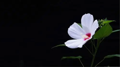 1920x1080分辨率高清护眼壁纸那些花儿6张