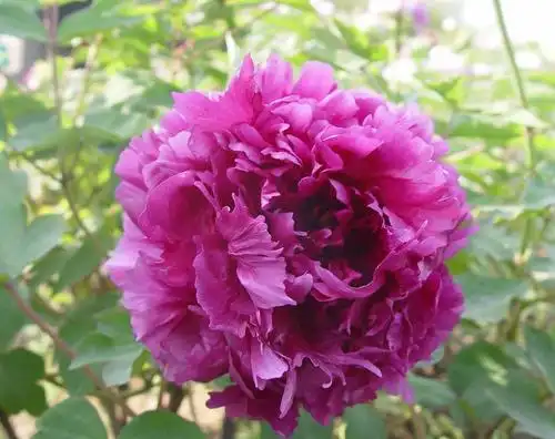 富贵牡丹,图片大全,高清,图库-回车桌面