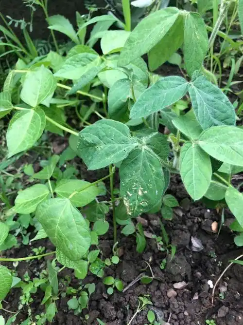 5月17日5月6日4月29日4月24日,黄豆苗4月24日,绿豆苗凤仙花和小麦也