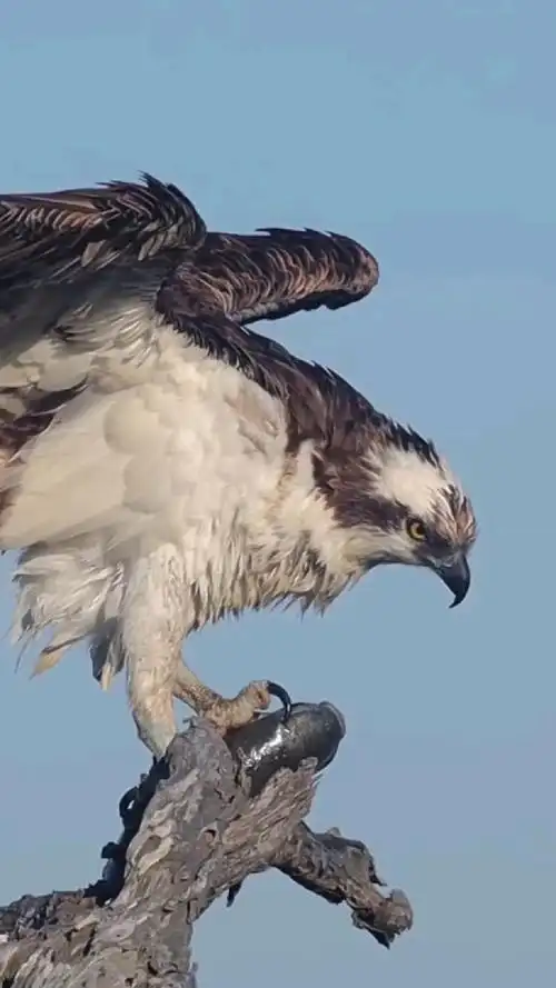 老鹰犀利的眼神太霸气