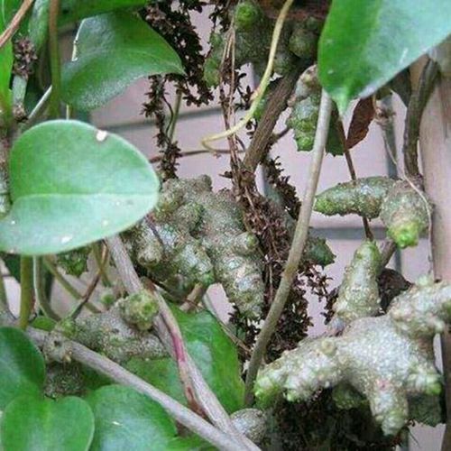 野外三七植物苗食药用田七种子根茎室外易活绿植