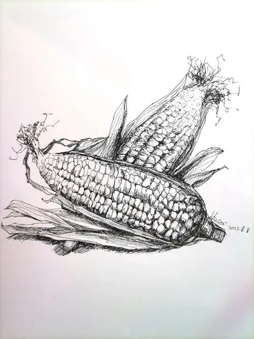 钢笔画no24速写临摹玉米