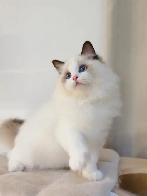 海豹双色布偶妹妹