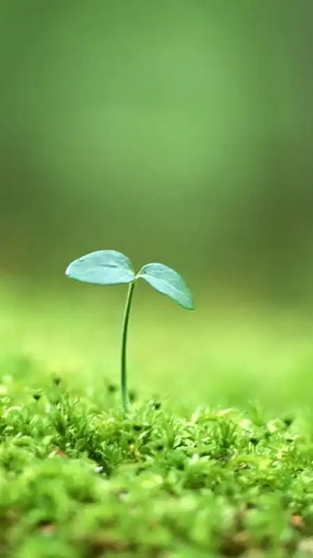 psdpng环保绿色叶子鸽子清新渐变背景(1920x450)png夏季绿叶特写背景