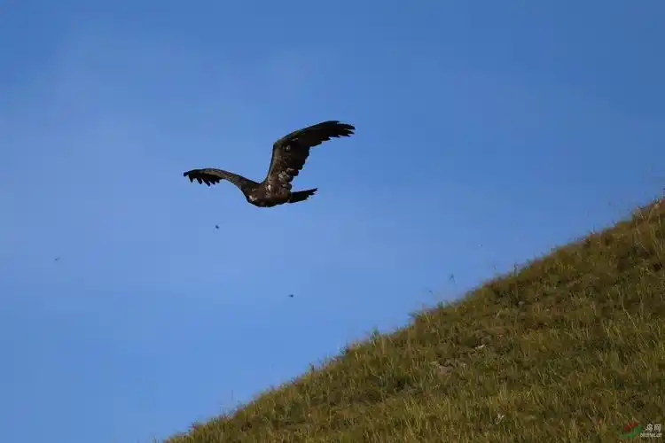 雄鹰起飞草原雕