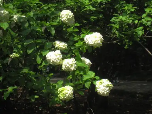 低价出售木绣球