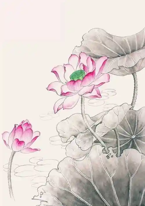 工笔画教程:荷花白描线稿和上色详细步骤图解,简单易学,收藏!