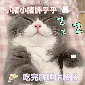 猫猫表情包 gif动图 小猪小猪胖乎乎,吃饱了就睡呼呼.