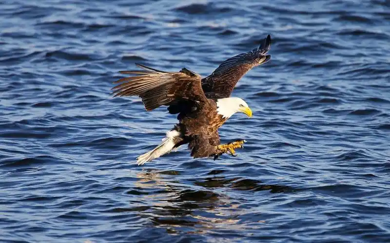 最霸气的鹰图片壁纸2