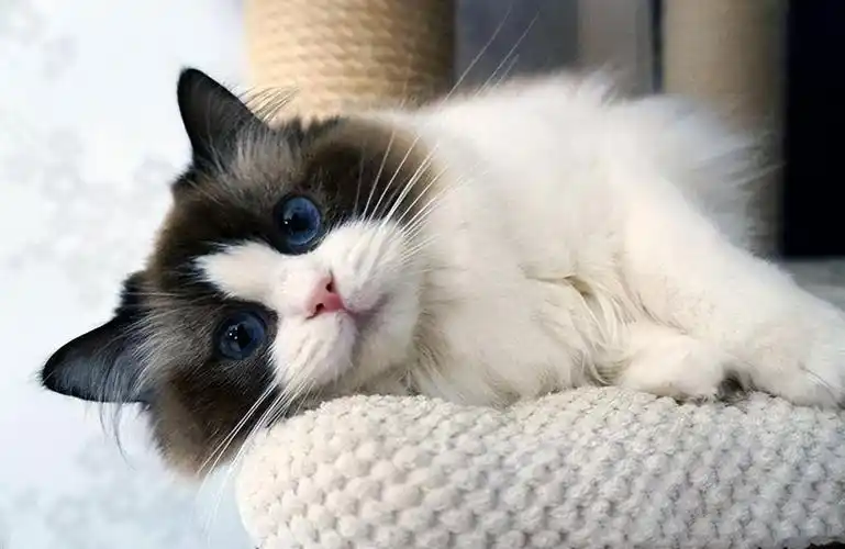 布偶猫的7种分类图解(布偶猫花色大全介绍)-图3