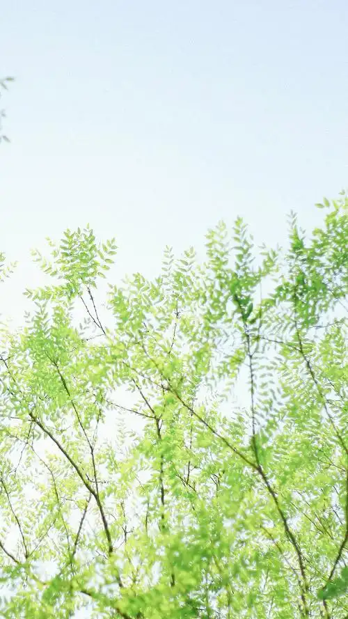 绿色小清新唯美高清手机壁纸图片_风景_手机壁纸下载_美桌网